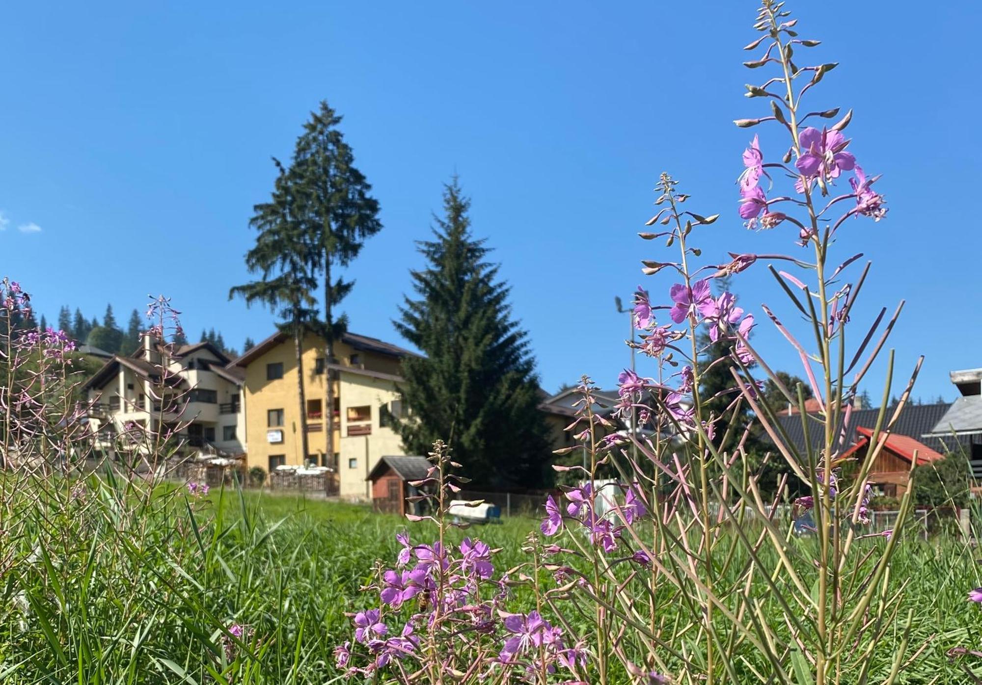 Pensiunea "Casa Frasin" Vatra Dornei Exterior foto